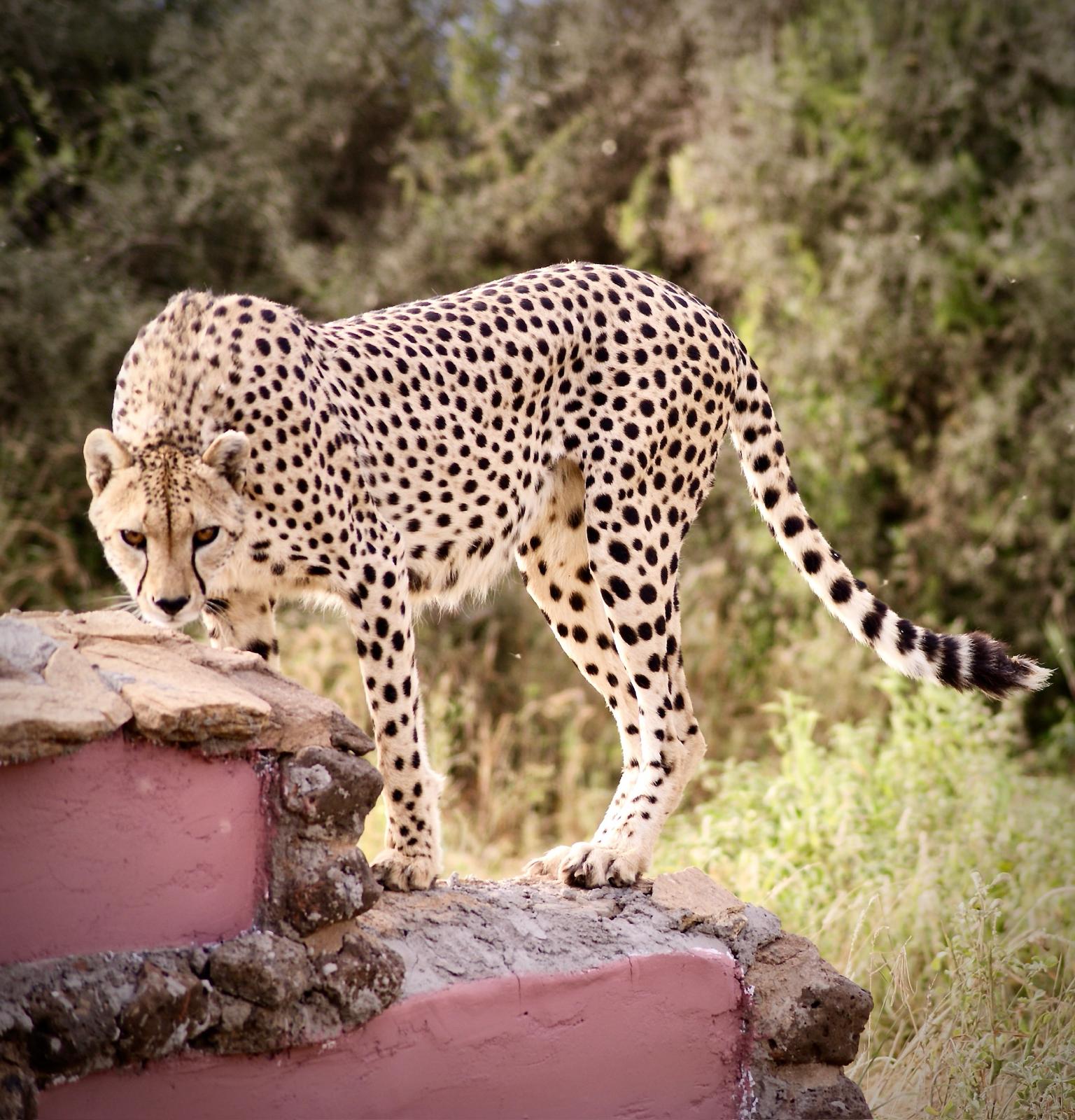 Safari in Kenya!