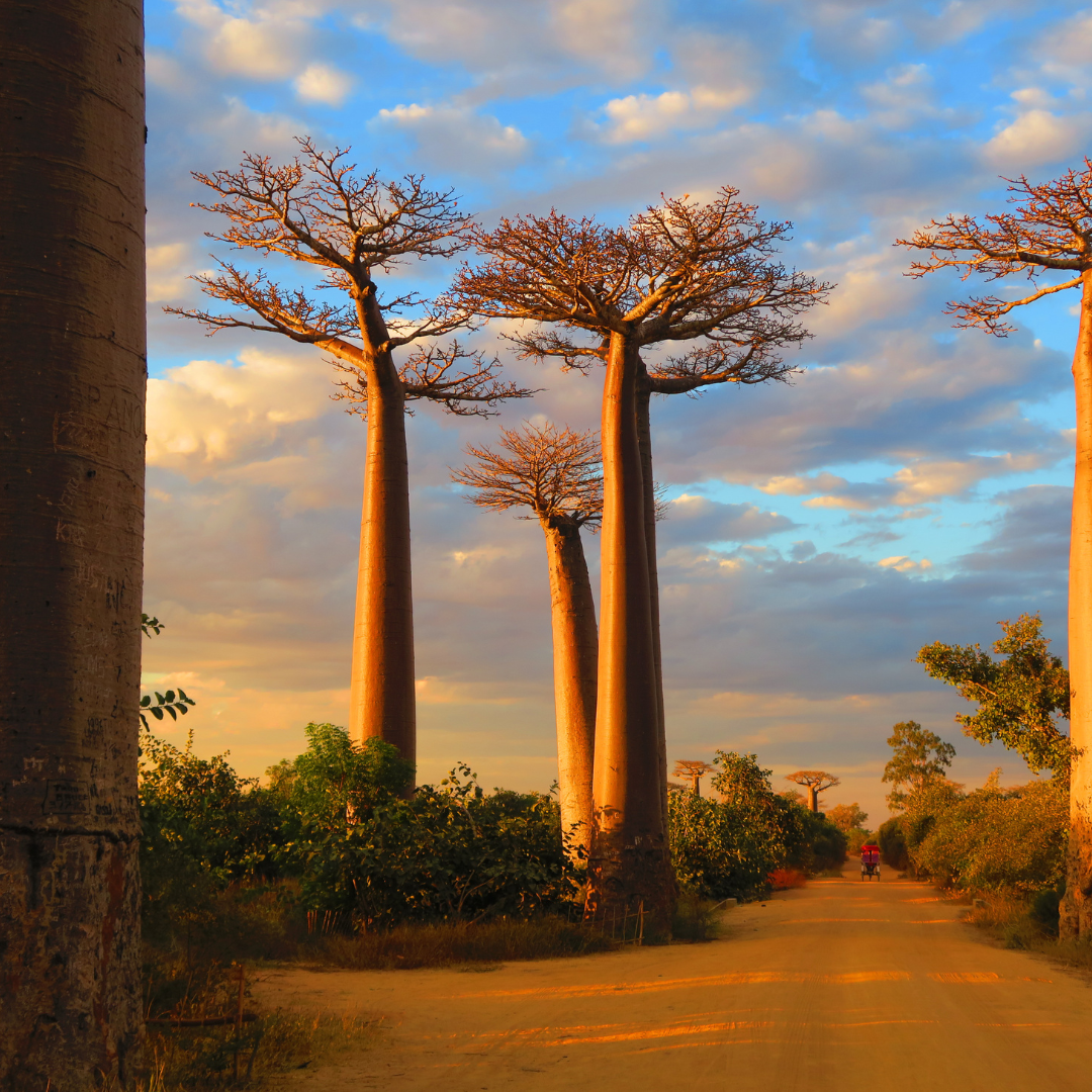 Madagascar: un paradiso inesplorato per le tue vacanze estive