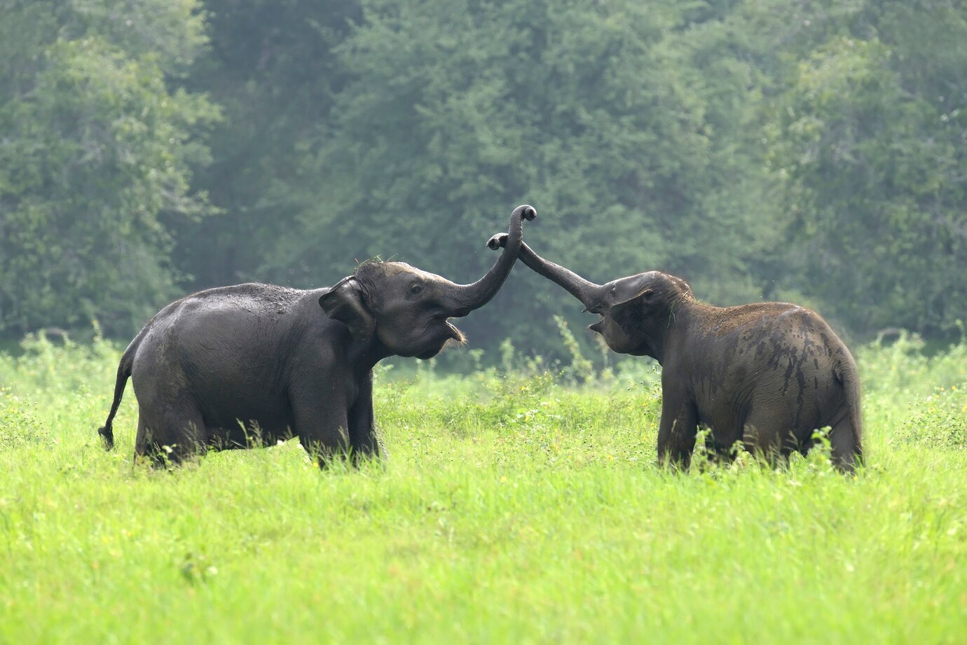 Il coraggio del piccolo elefante